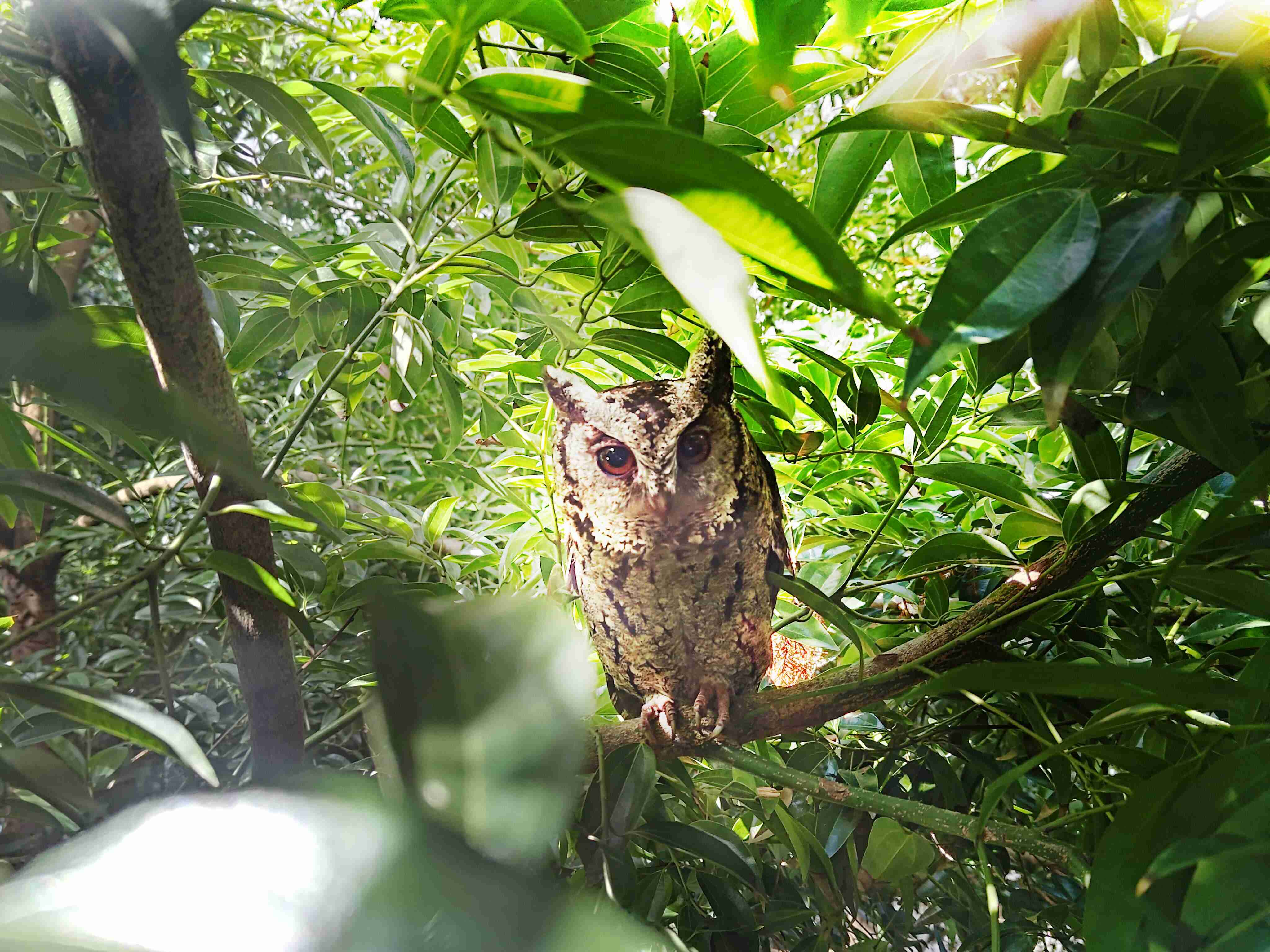 EBpay致力提倡净零绿生活，，，，16年以来在全球各厂区植树逾百万棵，，，造就各厂区树木蔚然成林，，，，犹如森林工厂，，，成为许多生物的栖息地